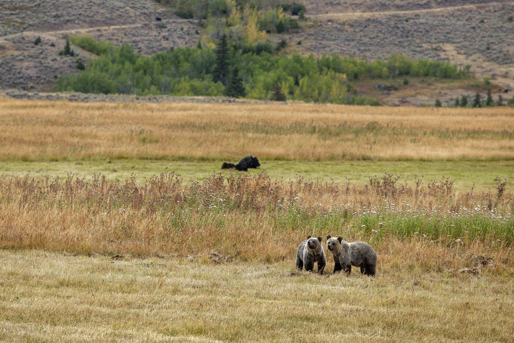bears and cattle